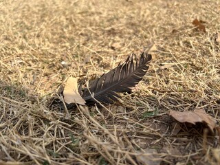 A light feather rests peacefully on a bed of green grass.