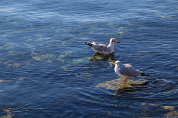 Seagulls flying above the sea. Selective focus.