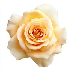 Close-up of a pale peach rose