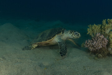 Hawksbill sea turtle in the Red Sea