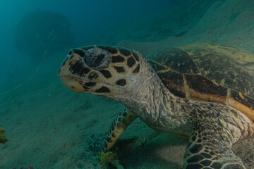 Hawksbill sea turtle in the Red Sea