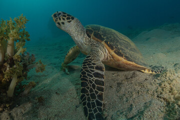 Obraz premium Hawksbill sea turtle in the Red Sea