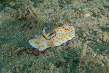Nudibranch Sea Slug in the Red Sea, Colorful and beautiful, Eilat, Israel
