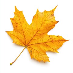 Isolated autumn maple leaf, vibrant yellow, detailed veins