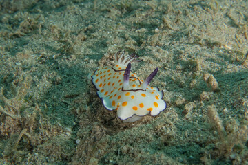 Nudibranch Sea Slug in the Red Sea, Colorful and beautiful, Eilat, Israel
