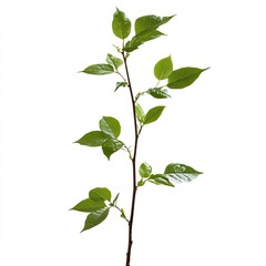 Close-up of a young plant branch with fresh green leaves against a white background