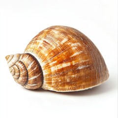 Obraz premium A single, ornate seashell, light brown and tan, sits on a plain white background. Its spiral and ribbed surface is prominent