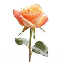 Single peach-colored rose, vibrant petals, elegant stem and leaves against a white background