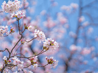 大阪城公園の桜と青空