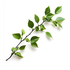 Fototapeta premium Fresh green branch with leaves against white