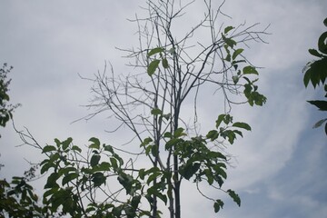 green leaf against blue sky