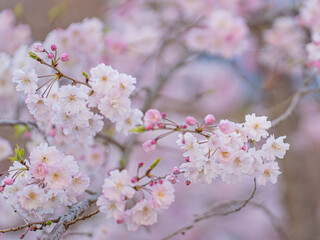 Naklejka premium 大阪城公園の桜と青空