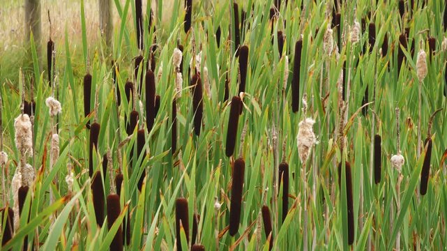 Lesser bulrush Typha angustifolia plant flower backdrop scene stock footage