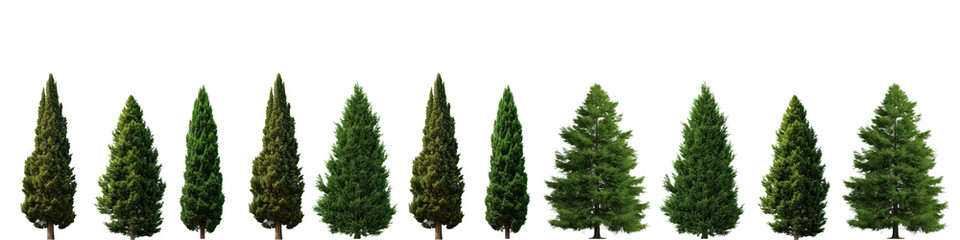 A diverse collection of eleven evergreen conifer trees with varied green foliage and distinct shapes