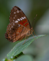 Anartia amathea, the brown peacock (scarlet peacock, red peacock) a species of nymphalid butterfly