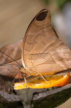 Archaeoprepona demophon, the one-spotted prepona, banded king shoemaker or demophon shoemaker, a butterfly belonging to the family Nymphalidae