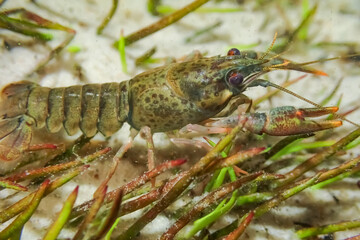 Close-up underwater shots of the noble crayfish (Astacus astacus), a rare European freshwater species, showing natural behavior and habitat in rivers and lakes.