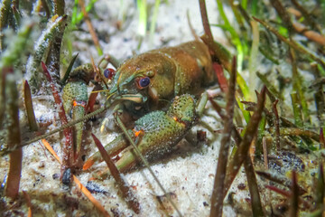 Close-up underwater shots of the noble crayfish (Astacus astacus), a rare European freshwater species, showing natural behavior and habitat in rivers and lakes.