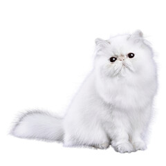 cat png photos 