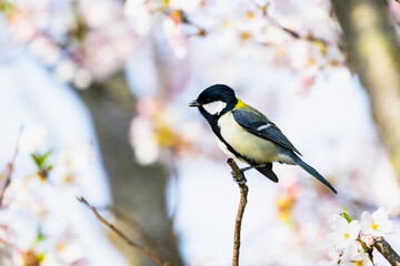 シジュウカラと桜