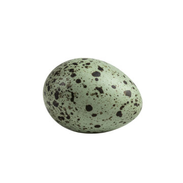 Single isolated pyriform Guillemot egg, unique dark speckles, smooth, on pristine transparent, perfectly shadowless studio lighting, ultra photorealistic, commercial concept