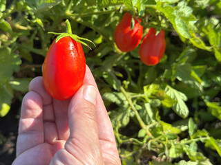 Hand holding fresh tomato vegetable.