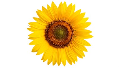 Obraz premium Vibrant Yellow Sunflower Head Isolated on a Clean White Background.