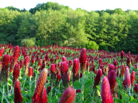 Red trefoil - clover