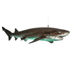 Fototapeta premium Cookiecutter shark, 40cm, with a glowing greenish-blue underside and serrated teeth, suspended on a transparent background, ultra-realistic product shot, scientific accuracy concept