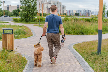 Man walking with brown curly dog labradoodle in the park in summer, rear view