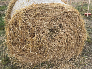 Close-up of big haystack with golden, dried grass. Rural farm life and harvest season.