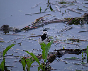 Naklejka premium Adult male White wagtail (Motacilla alba) posing on small bark of trunk with clean green background in pond