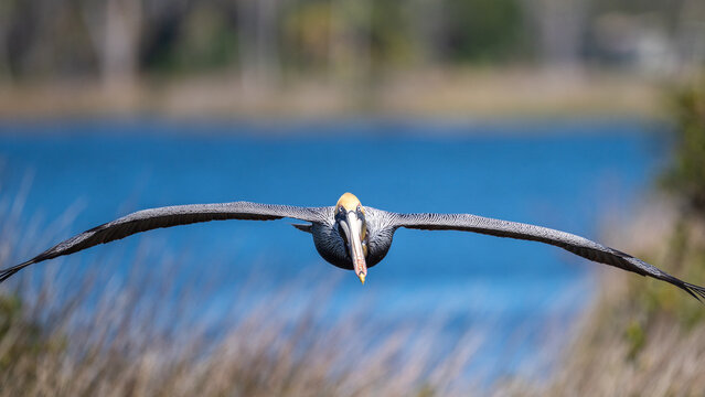 Adult Brown Pelican (Pelecanus occidentalis) in flight heading straight toward the camera.