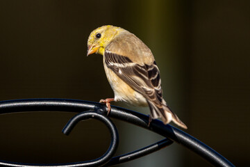 Male American Goldfinch (Spinus tristis) in its non-breeding colors perched on a decorative metal...