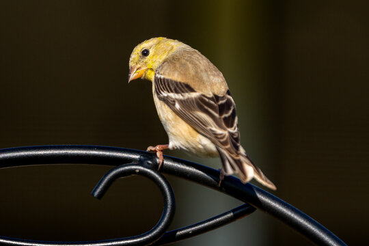 Male American Goldfinch (Spinus tristis) in its non-breeding colors perched on a decorative metal plant staff.  The American Goldfinch is the state bird of Iowa, New Jersey, and Washington.