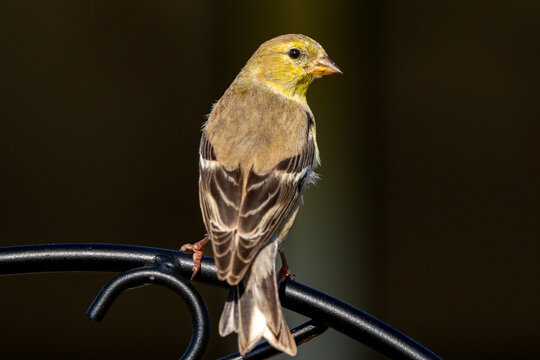 Male American Goldfinch (Spinus tristis) in its non-breeding colors perched on a decorative metal plant staff.  The American Goldfinch is the state bird of Iowa, New Jersey, and Washington.