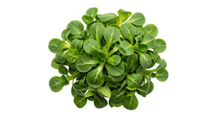 Isolated Lamb's Lettuce