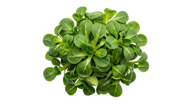 Isolated Lamb's Lettuce