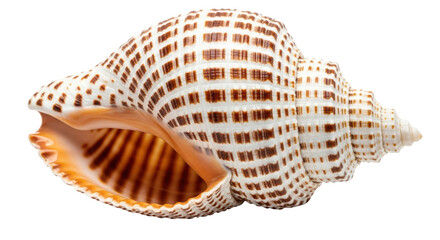 Isolated Sea Shell with Brown Pattern