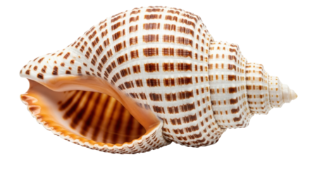 Isolated Sea Shell with Brown Pattern