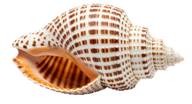 Isolated Sea Shell with Brown Pattern