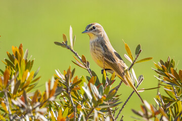 palm warbler (setophaga palmarum) perched on a Bottle Brush plant in Florida.