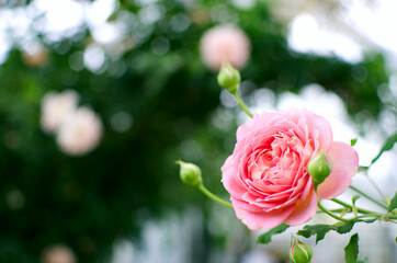 桃色のバラ