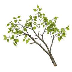 Obraz premium Intricate tree branch with textured bark, complex twigs, delicate green leaves on a transparent background, isolated with studio light, sharp focus, concept of natural precision and detail