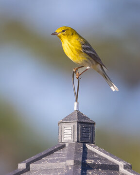 A male Pine Warbler (Setophaga pinus) perched on top of a bird feeder in Florida.