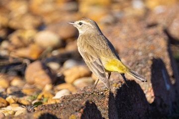Palm Warbler (setophaga palmarum) perched on scalloped garden edging in Florida.