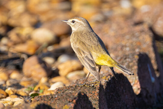 Palm Warbler (setophaga palmarum) perched on scalloped garden edging in Florida.