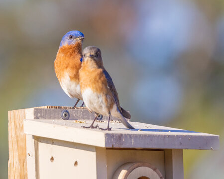 A mated pair of Eastern Bluebirds (sialia sialis) perched on top of their nesting box in Florida. The male is in back.