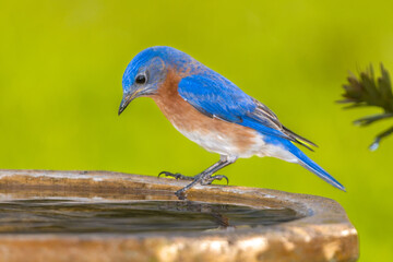 Male Eastern Bluebird (Sialia sialis) perched on a bird bath looking at the water.