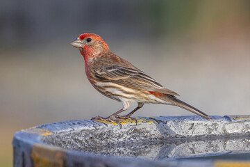 Purple Finch (Haemorhous purpureus) perched on the edge of a birdbath in Florida.